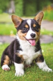Puppies: 2025-2026 28-Month Inspirational Pocket Planner cover image