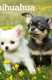 Chihuahua Puppies | 2025 7 x 14 Inch Monthly Mini Wall Calendar | BrownTrout | Animals Small Dog Breeds Puppy cover image