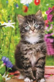 Kittens: 2025-2026 28-Month Inspirational Pocket Planner cover image
