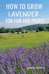 How to Grow Lavender for Fun and Profit Lessons Learned from Planting Three Hundred Lavender Plants cover image
