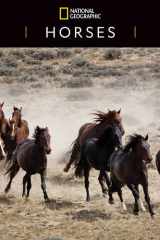 National Geographic: Horses 2023 Wall Calendar cover image