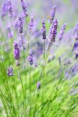 Notebook: Lavender Flowers Lined Composition Book, Journal, Diary, Workbook for Students, Adults, Children, College Ruled, 120 pages cover image