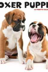 Just Boxer Puppies 2022 Wall Calendar (Dog Breed) cover image