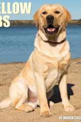 Just Yellow Labs 2022 Wall Calendar (Labrador Retriever Dog Breed) cover image
