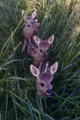 Deer Journal: Creative Writing Journal, Diary, Notebook cover image