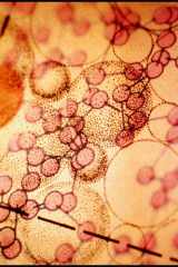 La photobiomodulation : Médecine préventive et curative de demain?: Bases scientifiques, mécanismes intégrés et applications cliniques en 2025 (French Edition) cover image