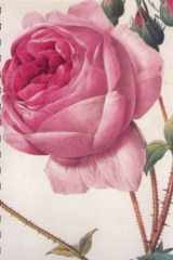 Redoute Roses cover image