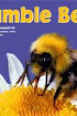 Bumble Bees cover image