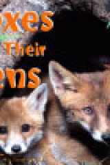 Foxes and Their Dens cover image