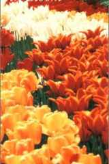 Spring in Bloom: Special Occasions Calendar cover image