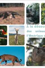 À la découverte des animaux de l’Amérique du Sud cover image
