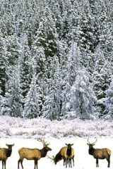 Elk, Rocky Mountain Park cover image