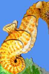 Portable Pets Seahorse cover image