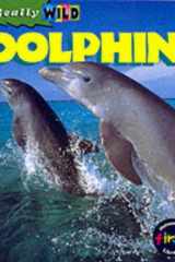 Dolphins cover image