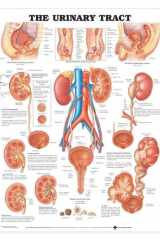 ACC The Urinary Tract Anatomical Chart cover image