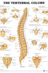 The Vertebral Column Anatomical Chart cover image