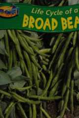 Life Cycle of a Broad Bean. cover image