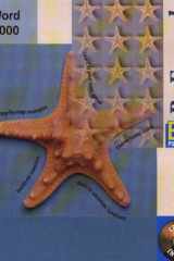 Word 2000 cover image