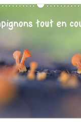 Champignons tout en couleurs (Calendrier mural 2026 DIN A3 vertical), CALVENDO calendrier mensuel: À la découverte des champignons aux couleurs éclatantes cover image