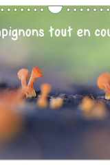 Champignons tout en couleurs (Calendrier mural 2026 DIN A4 vertical), CALVENDO calendrier mensuel: À la découverte des champignons aux couleurs éclatantes cover image
