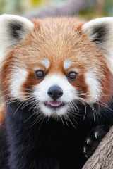 Panda roux cover image