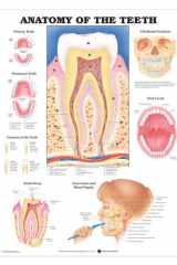 Anatomy of the Teeth Anatomical Chart cover image