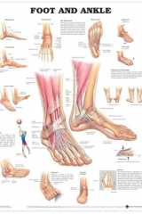 Foot and Ankle Anatomical Chart cover image