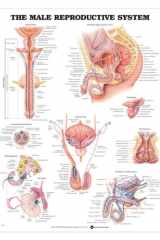 The Male Reproductive System cover image