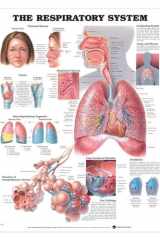 The Respiratory System cover image