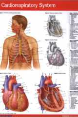 Cardiorespiratory System cover image