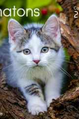 Calendrier chatons 2026 cover image
